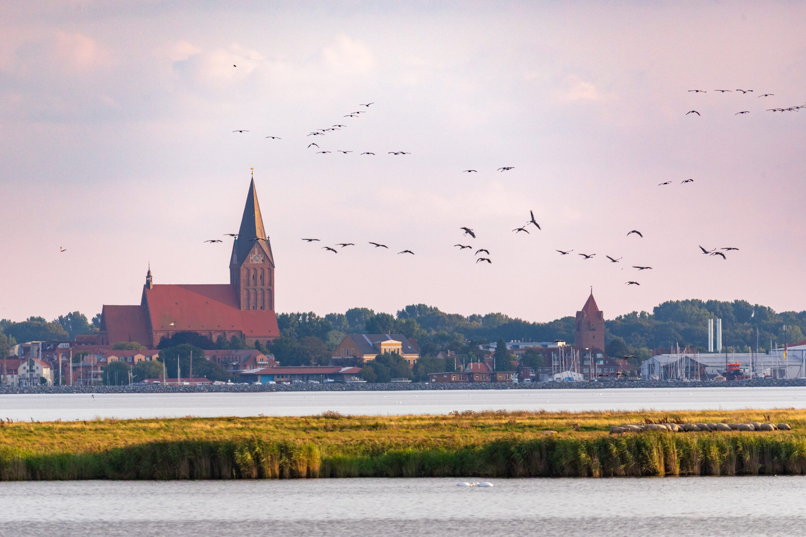 Fliegende Kraniche vor der Kulisse der Stadt Barth.